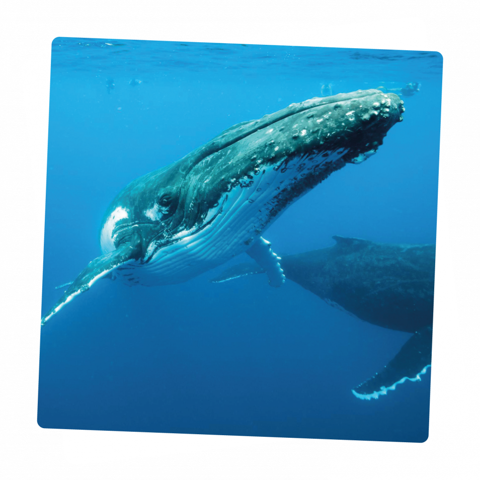 ballena