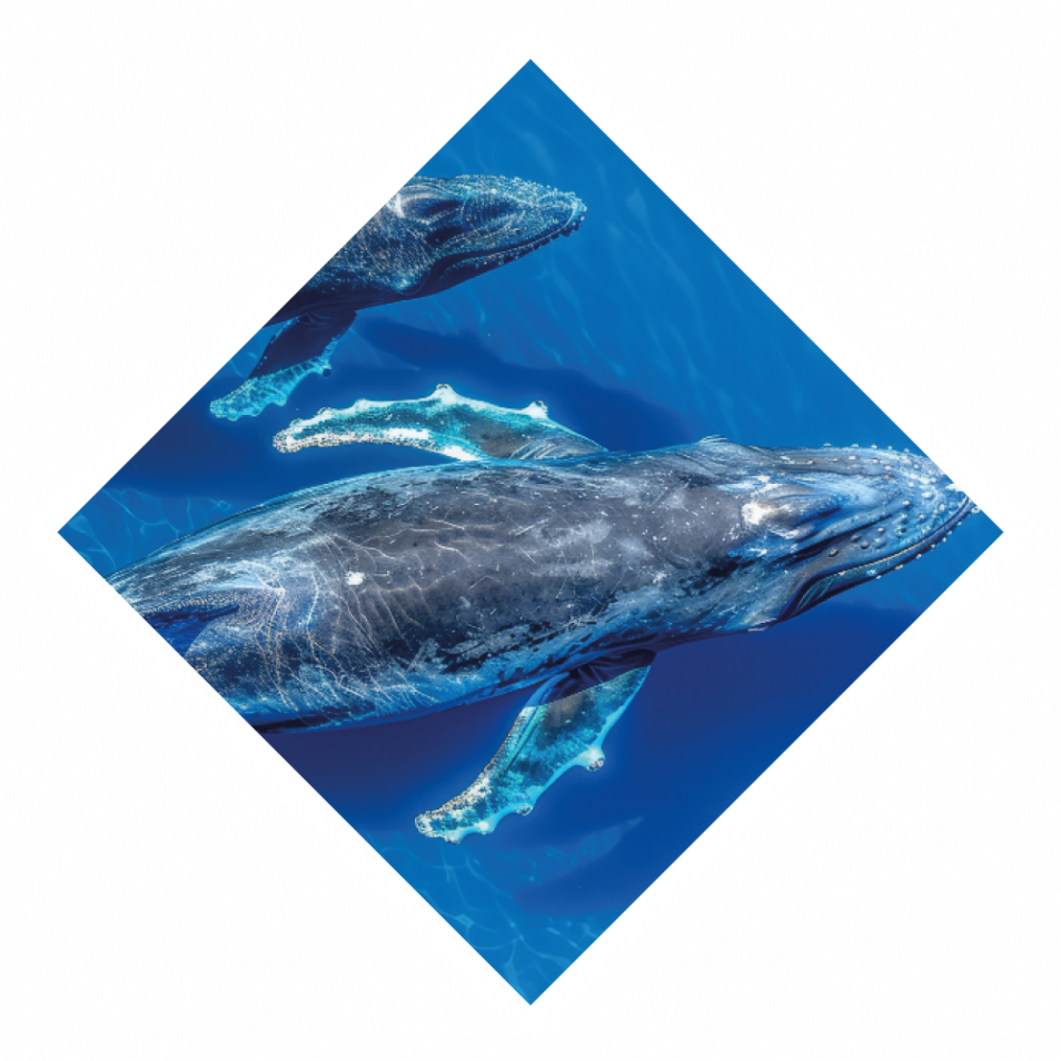 ballena